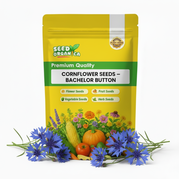 Cornflower Seeds – Bachelor Button