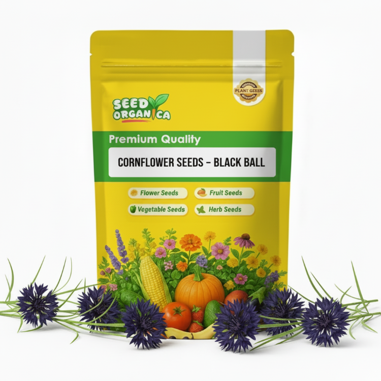 Cornflower Seeds – Black Ball
