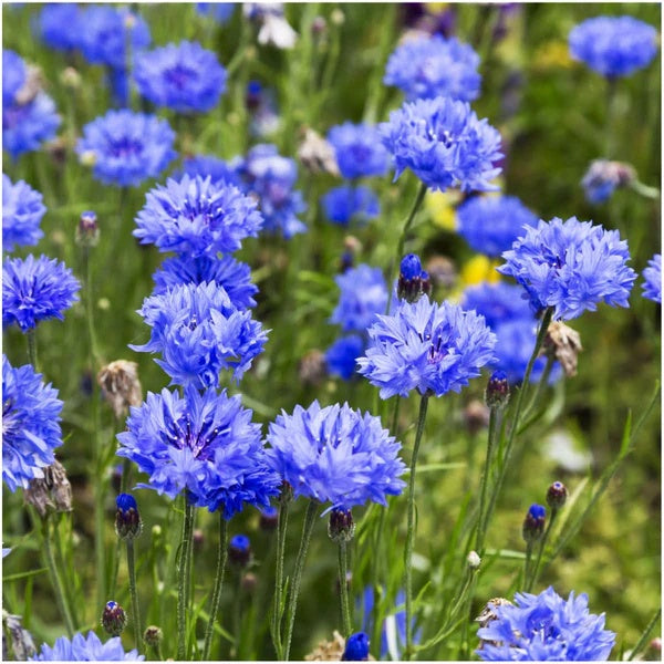 Cornflower Seeds – Blue