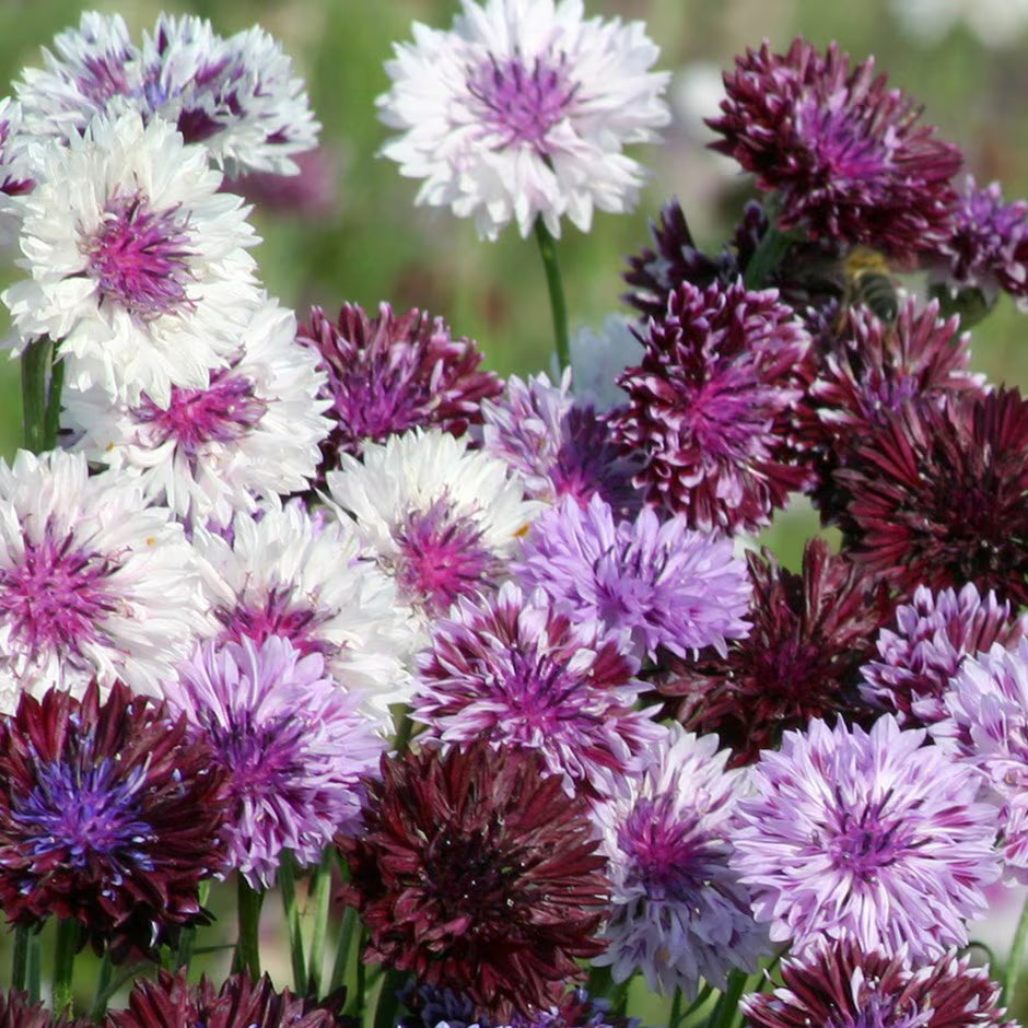 Cornflower Seeds – Classic Magic