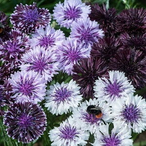 Cornflower Seeds – Classic Magic