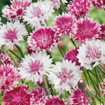 Cornflower Seeds – Classic Romantic