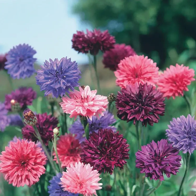 Cornflower Seeds – Double Mixed