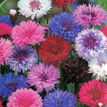 Cornflower Seeds – Double Mixed