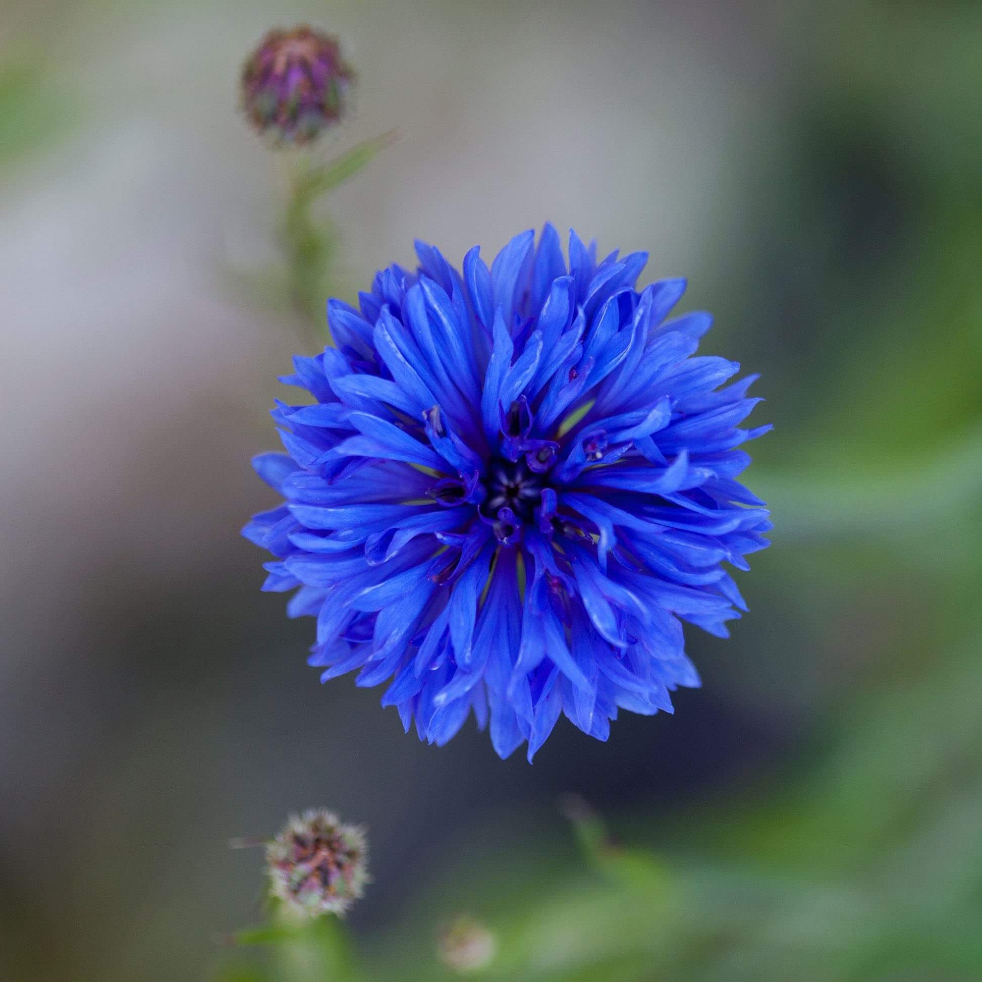 Cornflower Seeds – Fragrant Blooms