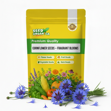 Cornflower Seeds – Fragrant Blooms