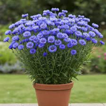 Cornflower Seeds – Fragrant Blooms