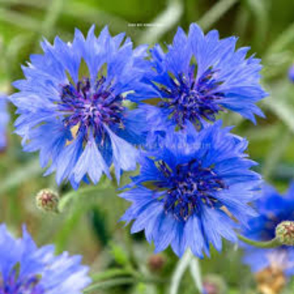 Cornflower Seeds – Light Blue