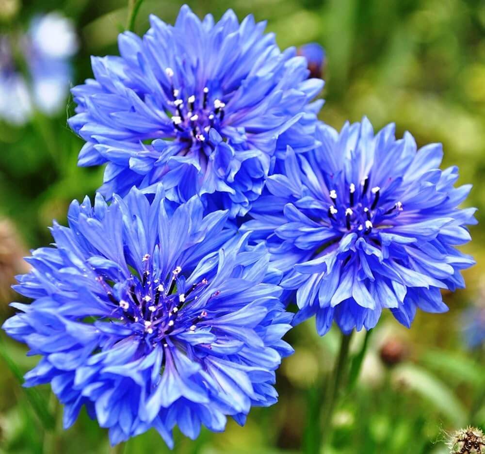 Cornflower Seeds – Light Blue
