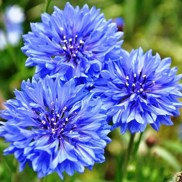 Cornflower Seeds – Light Blue