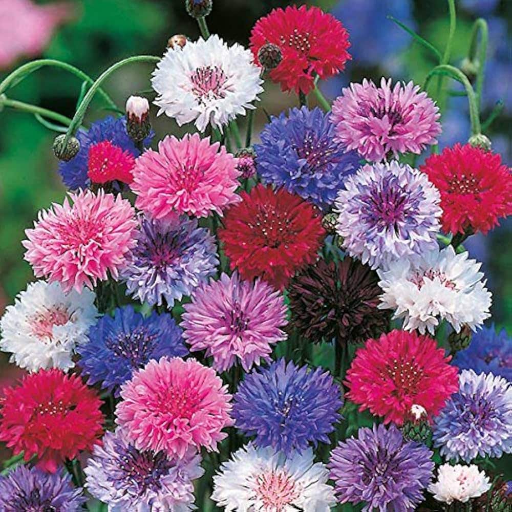 Cornflower Seeds – Ornamental Variety