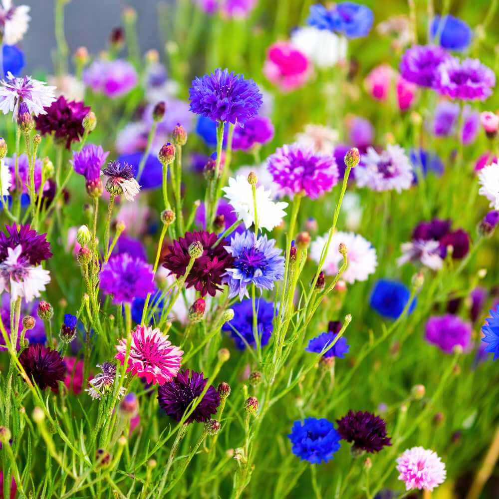 Cornflower Seeds – Ornamental Variety