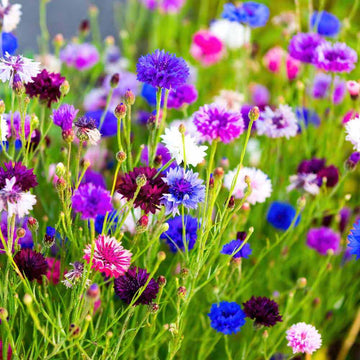 Cornflower Seeds – Ornamental Variety