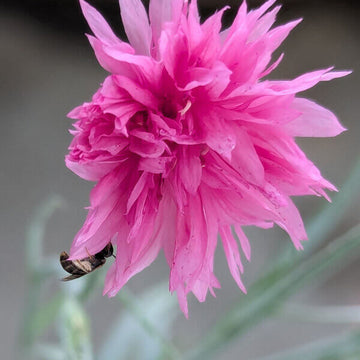 Cornflower Seeds – Pink