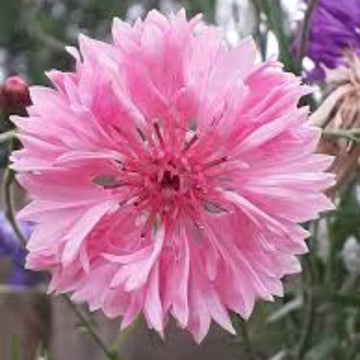 Cornflower Seeds – Pink