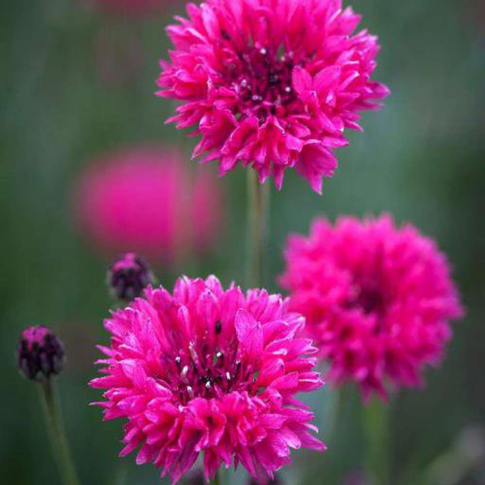Cornflower Seeds – Polka Dot