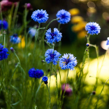 Cornflower Seeds – Polka Dot Mix