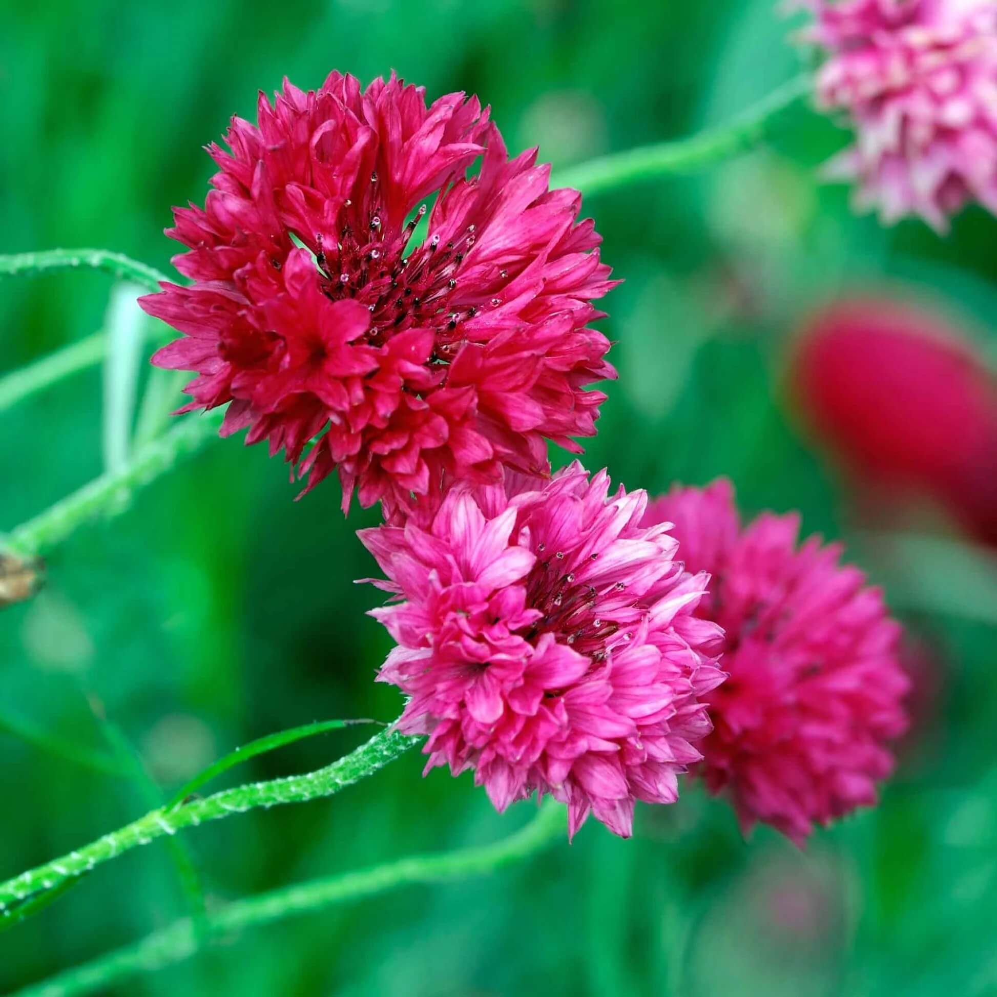 Cornflower Seeds – Red Bachelor Button