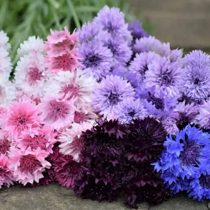 Cornflower Seeds – Shade Tolerant