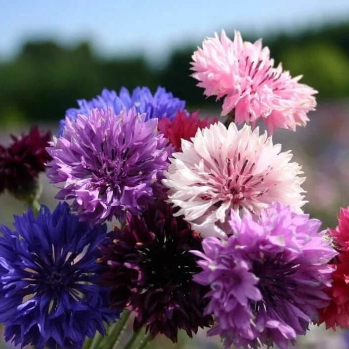 Cornflower Seeds – Shade Tolerant