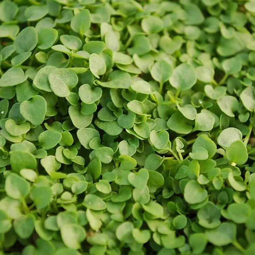 Corsican Mint Seeds for Planting