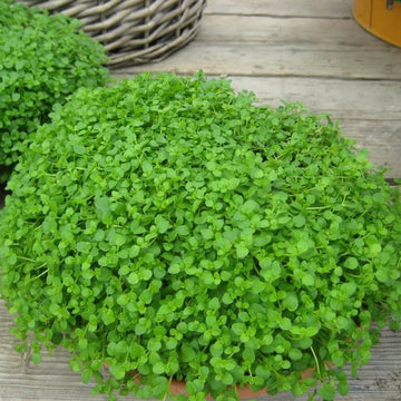 Corsican Mint Seeds for Planting