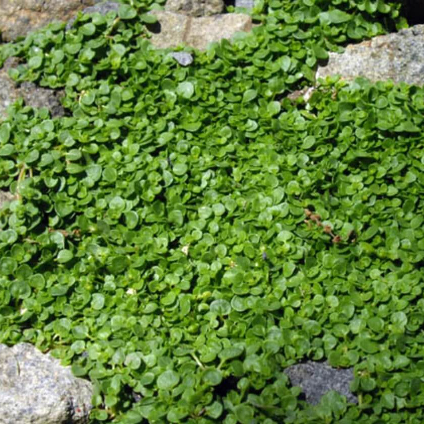 Corsican Mint Seeds for Planting