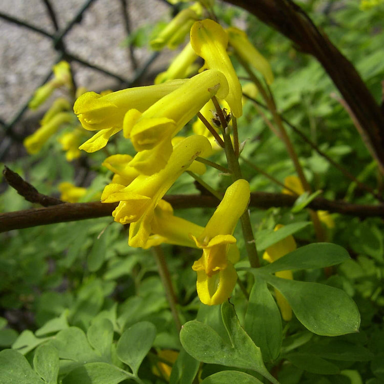 Corydalis Lutea Seeds - Flower Plant