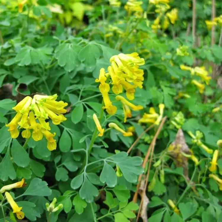 Corydalis Lutea Seeds - Flower Plant