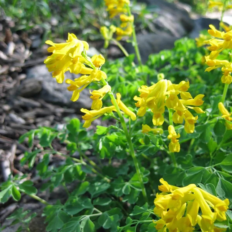 Corydalis Lutea Seeds - Flower Plant