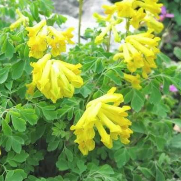 Corydalis Seeds - Flower Plant for Home Gardens