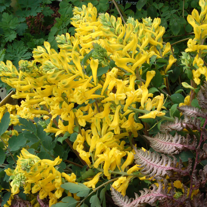 Corydalis Seeds - Flower Plant for Home Gardens