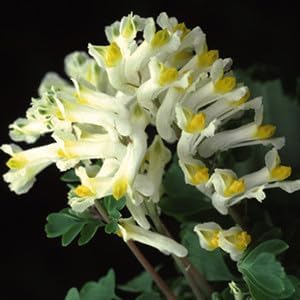 Corydalis Solida Seeds – Wildflower Mix, Heirloom

