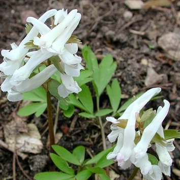 Corydalis Solida Seeds – Wildflower Mix, Heirloom
