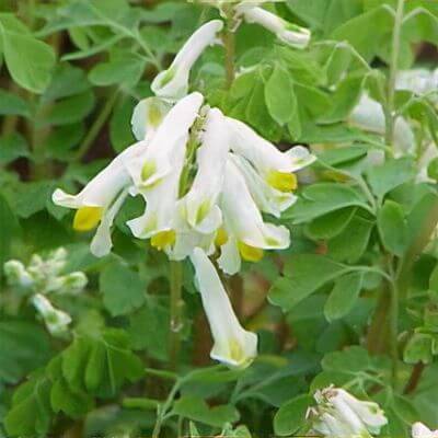 Corydalis Solida Seeds – Wildflower Mix, Heirloom
