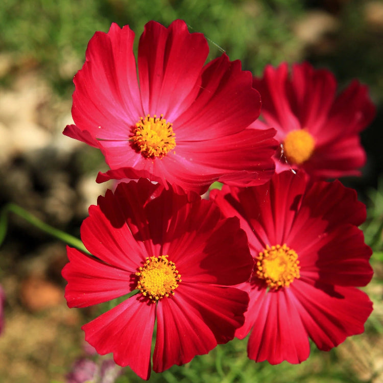 Cosmos Seeds – Bipinnatus Dazzler
