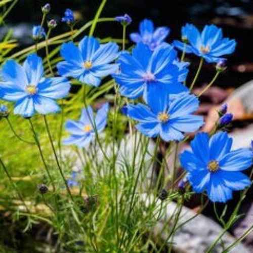 Cosmos Seeds – Blue
