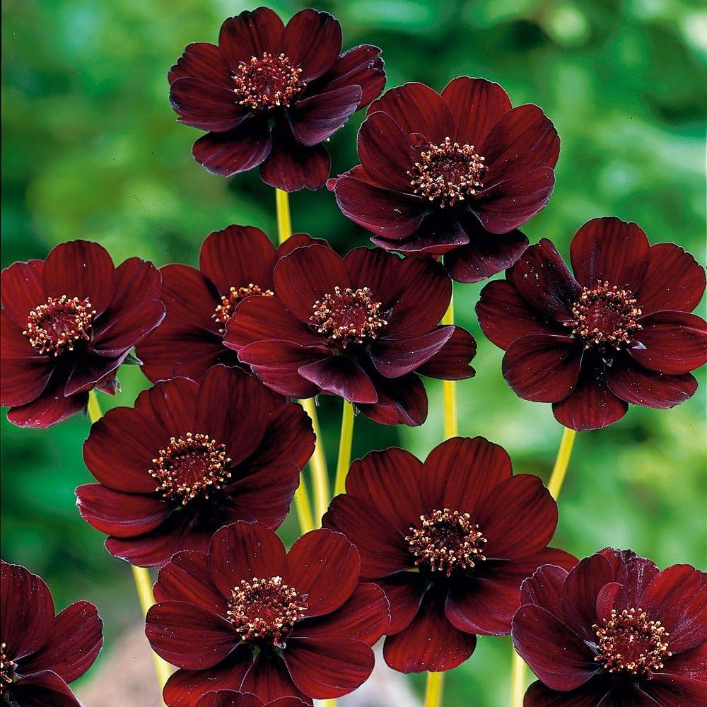 Cosmos Seeds – Chocolate Cosmos
