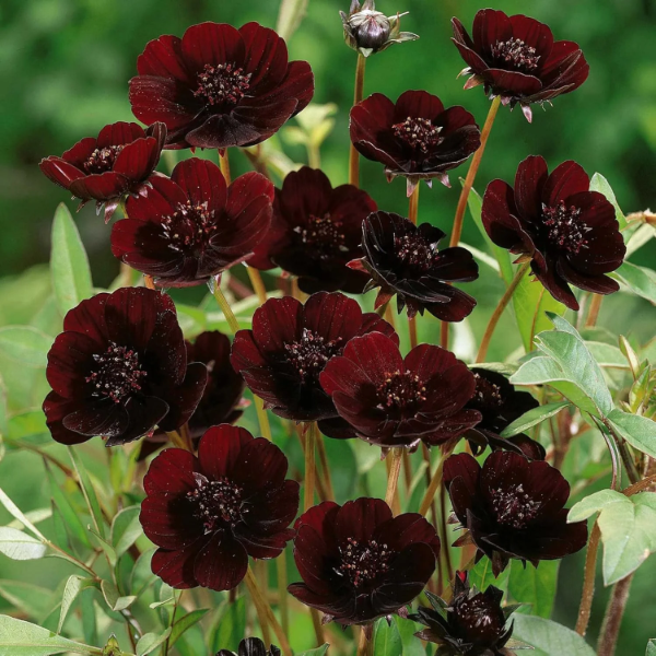 Cosmos Seeds – Chocolate Cosmos
