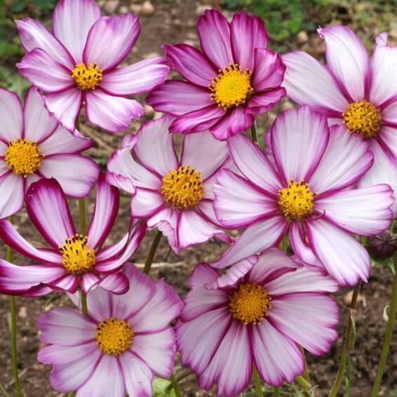 Cosmos Seeds – Fizzy Rose Picotee
