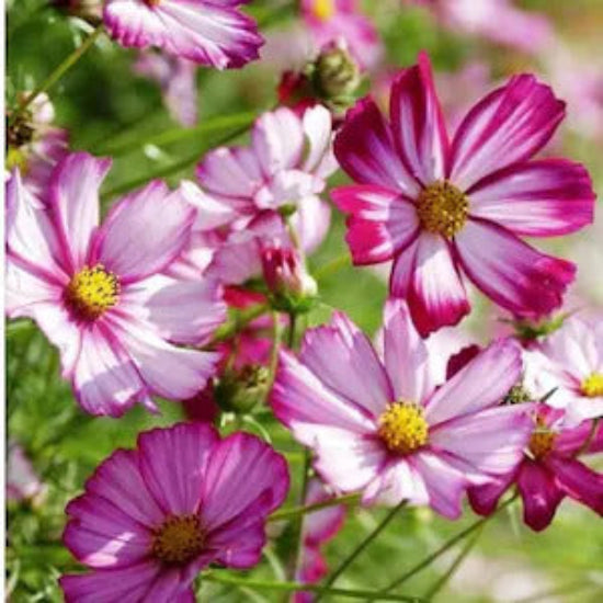 Cosmos Seeds – Fizzy Rose Picotee
