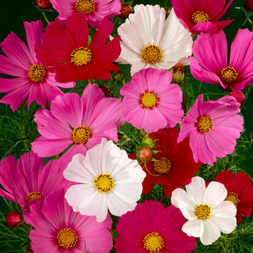 Cosmos Seeds – Mixed
