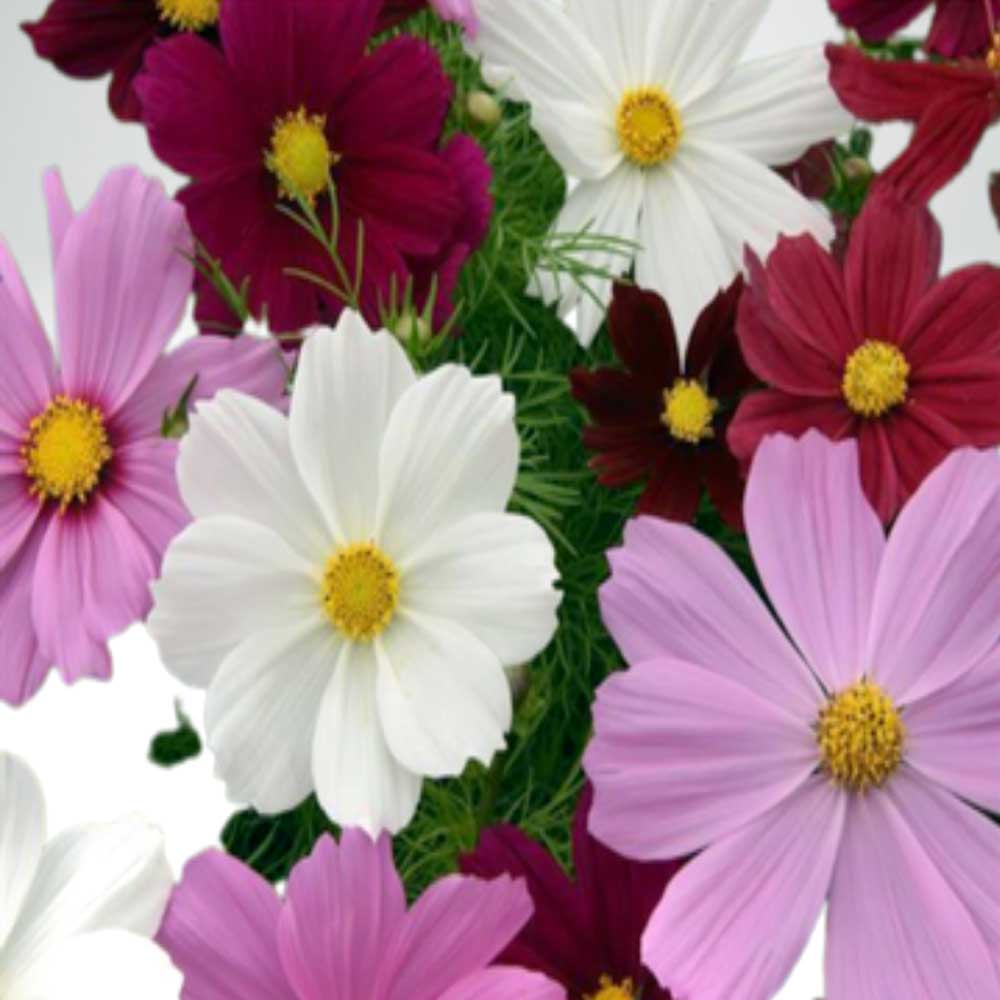 Cosmos Seeds – Mixed
