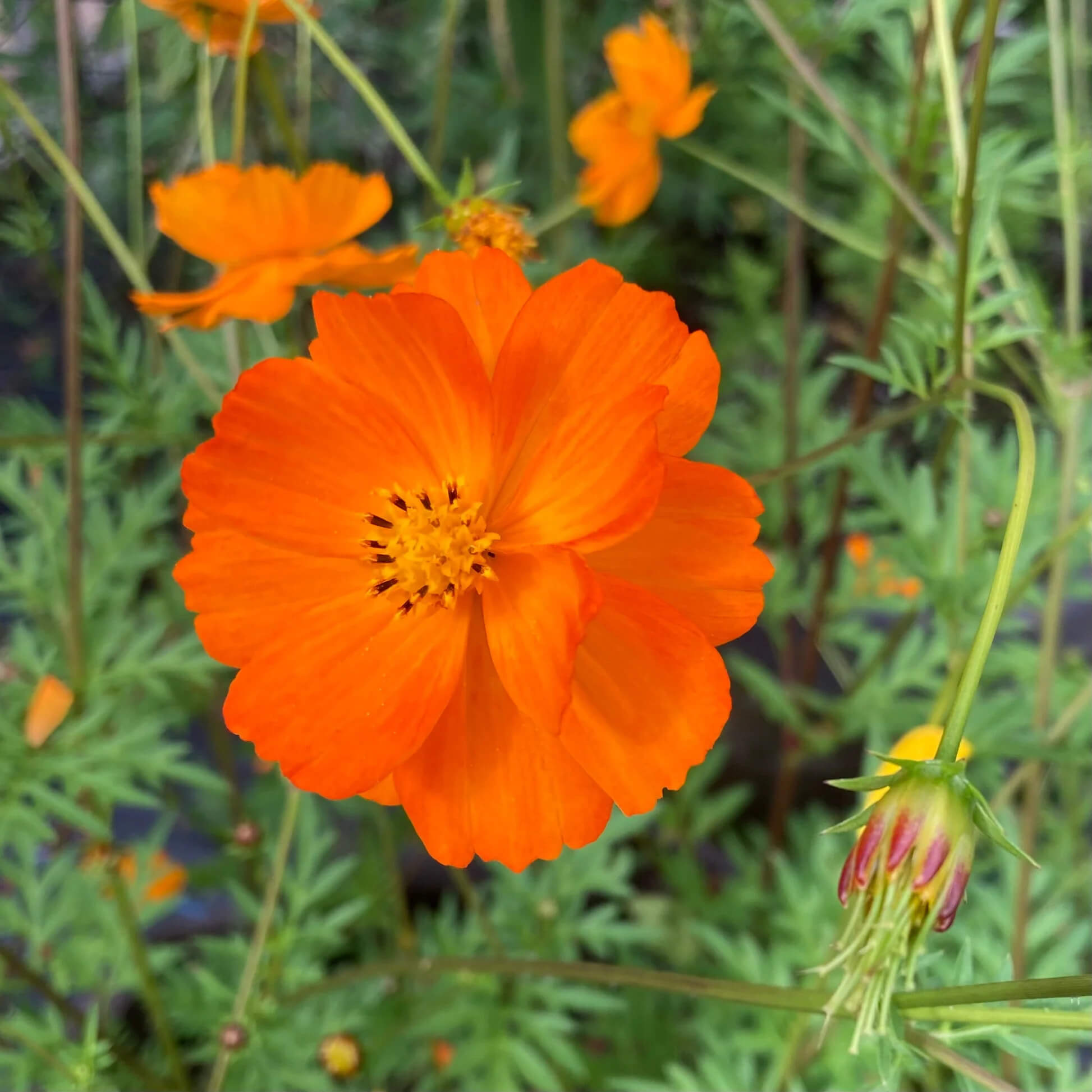 Cosmos Seeds – Orange
