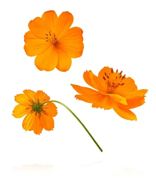 Cosmos Seeds – Orange
