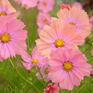 Cosmos Seeds – Peach
