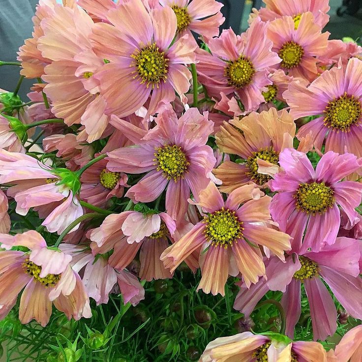 Cosmos Seeds – Peach
