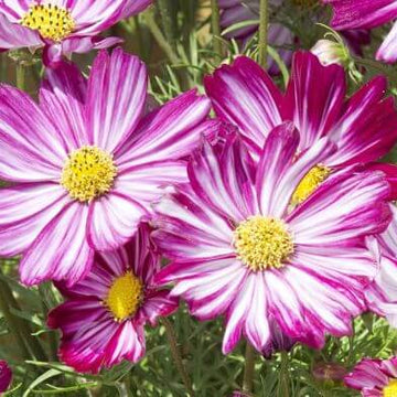 Cosmos Seeds – Peppermint Twist Bi-Color, Drought-Tolerant Annual
