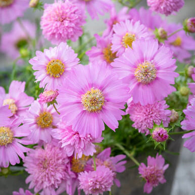 Cosmos Seeds – Popsocks Pink