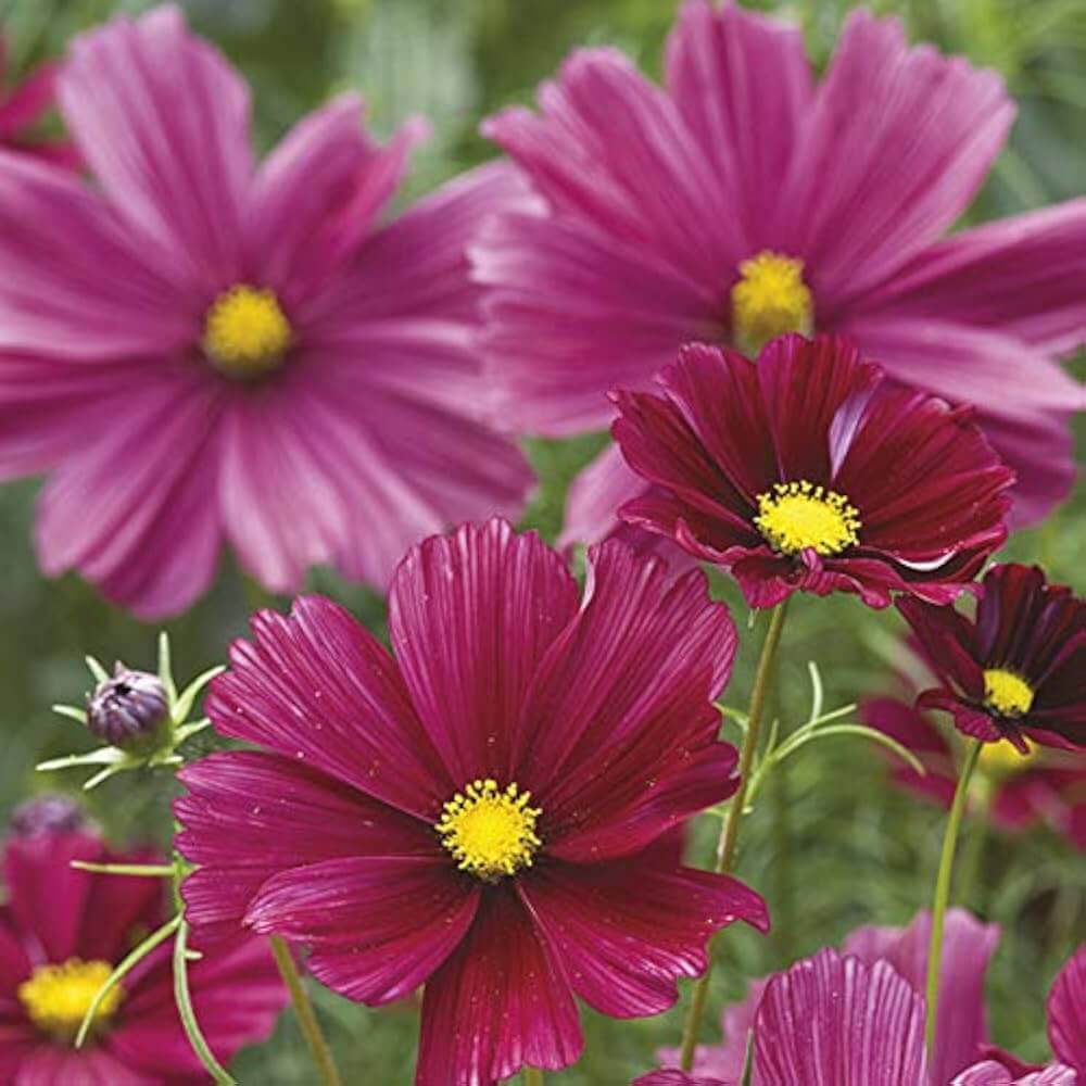 Cosmos Rubenza Seeds – Wildflower